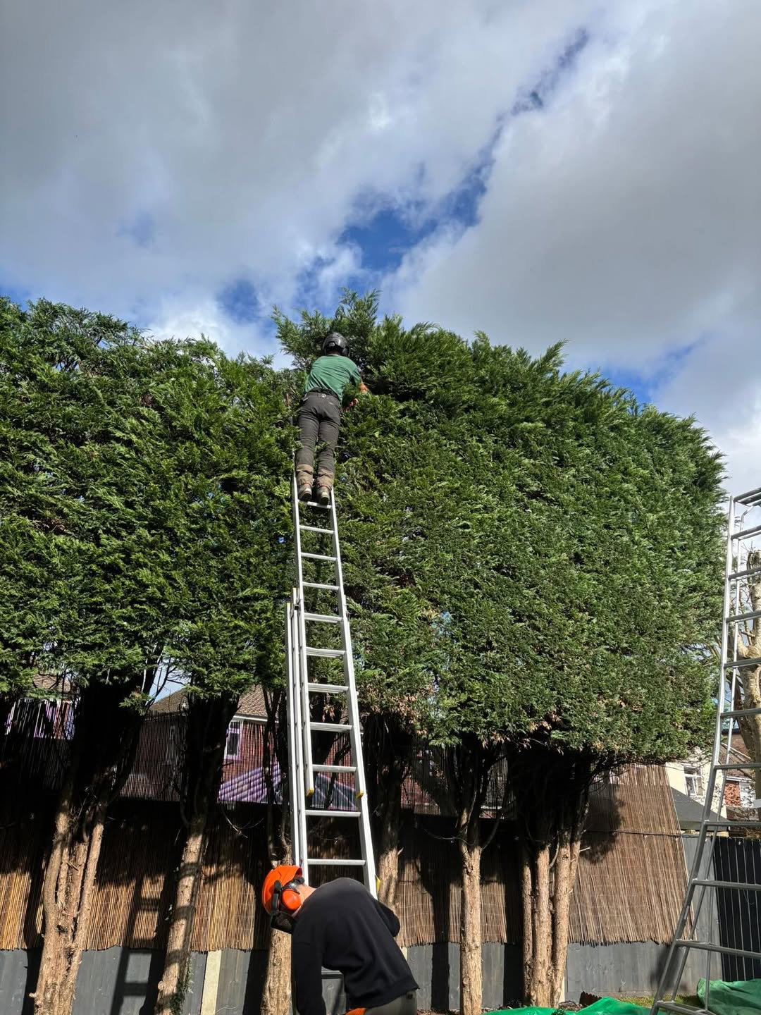 Tree Surgeon Near Me: How to Find Someone Reliable (And What to Watch Out For)